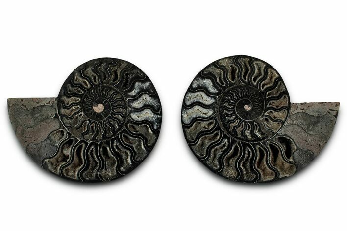 Cut & Polished Ammonite Fossil - Unusual Black Color #339134